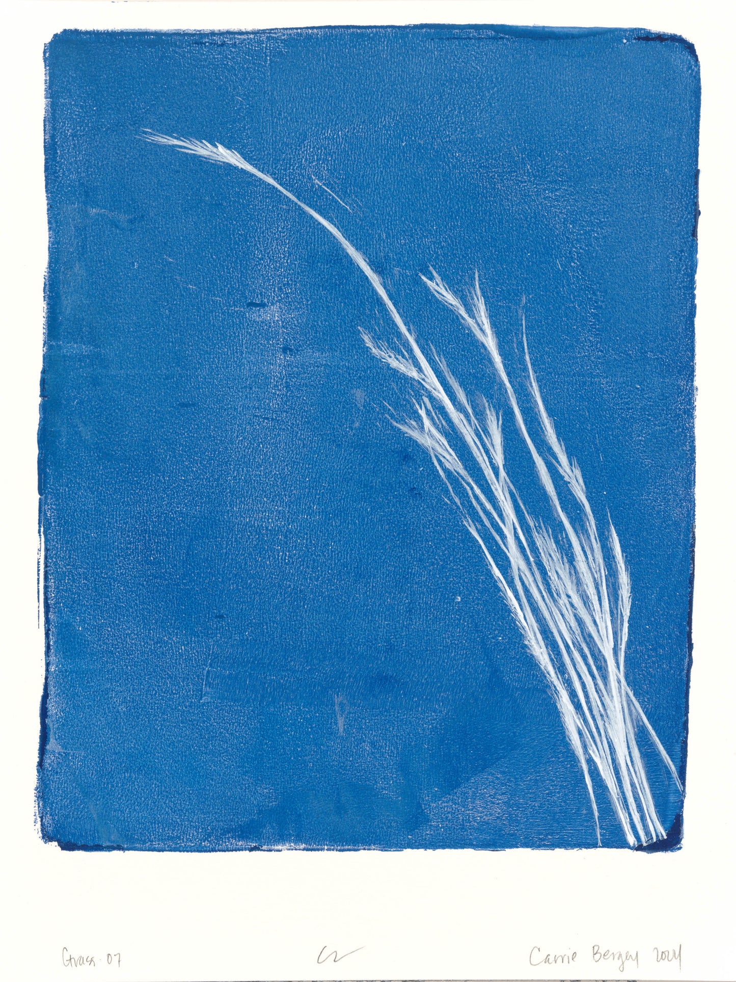 Original fine art monoprint by Carrie Bergey titled 'Grass 07' showcasing delicate white grass on a deep blue background, perfect for tranquil interiors.