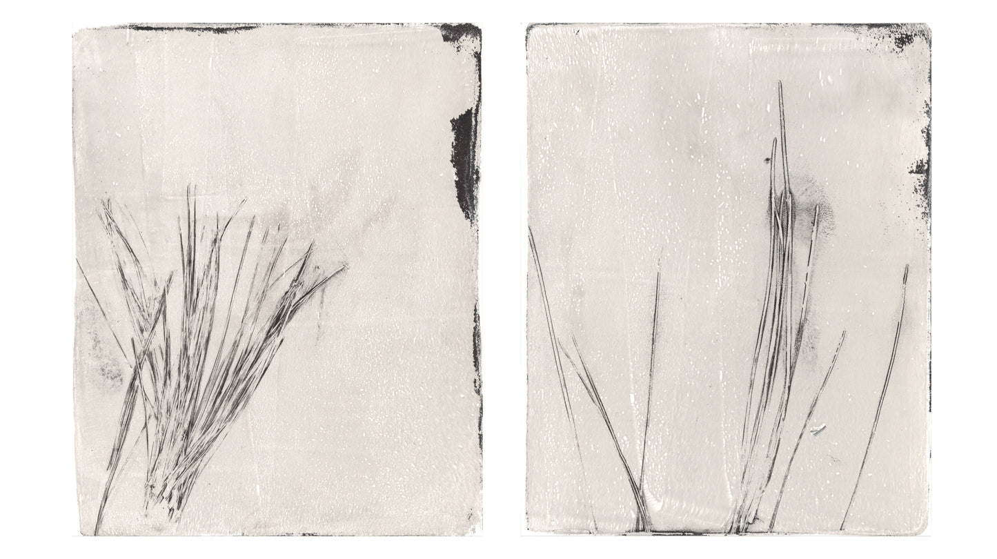 Pine Needles Original Fine Art Monoprint Diptych Collection by Carrie Bergey featuring minimalist pine needle impressions on textured paper.