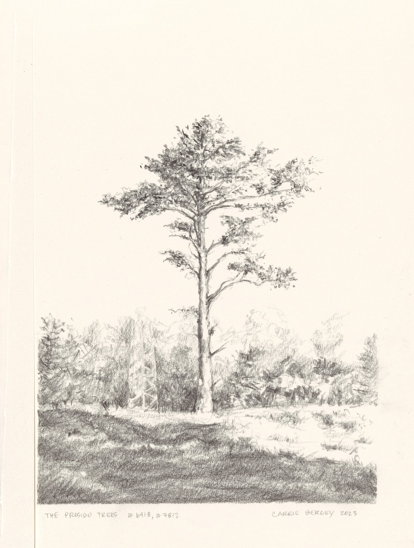 Right panel of Presidio Trees Original Fine Art Drawings showing a single tall tree in a serene natural setting with fine pencil detailing.
