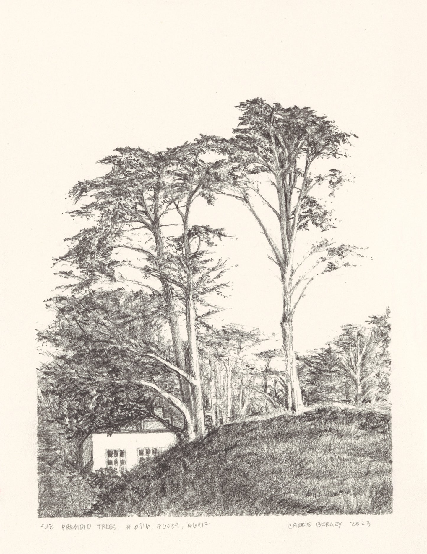 Left panel of Presidio Trees Original Fine Art Drawings featuring a group of tall trees on a hill with a small house nestled below.