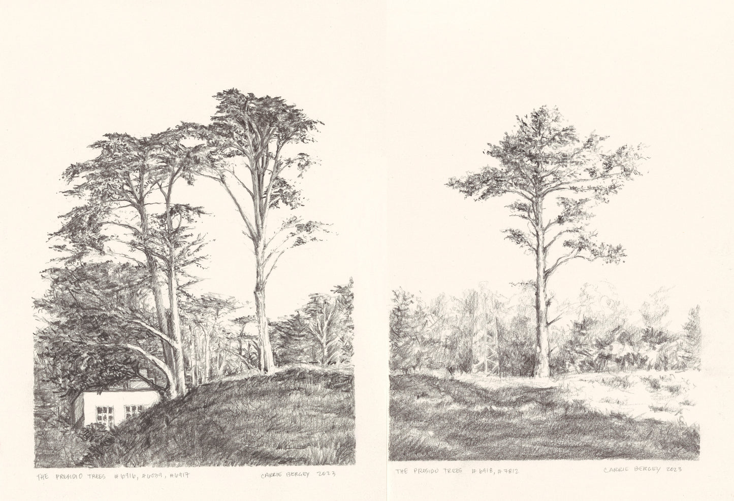 Presidio Trees Original Fine Art Drawings Diptych Collection by Carrie Bergey featuring two detailed black-and-white tree landscape prints.