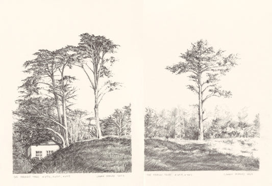 Original Fine Art Drawings - Presidio Trees diptych framed and displayed above a modern sofa in a neutral-toned living room setting.