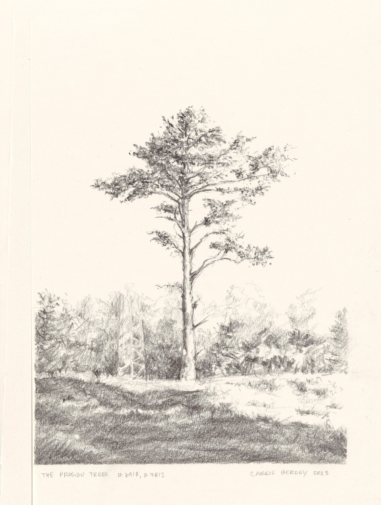 Presidio Trees Original Fine Art Drawings Diptych Collection | Carrie Bergey
