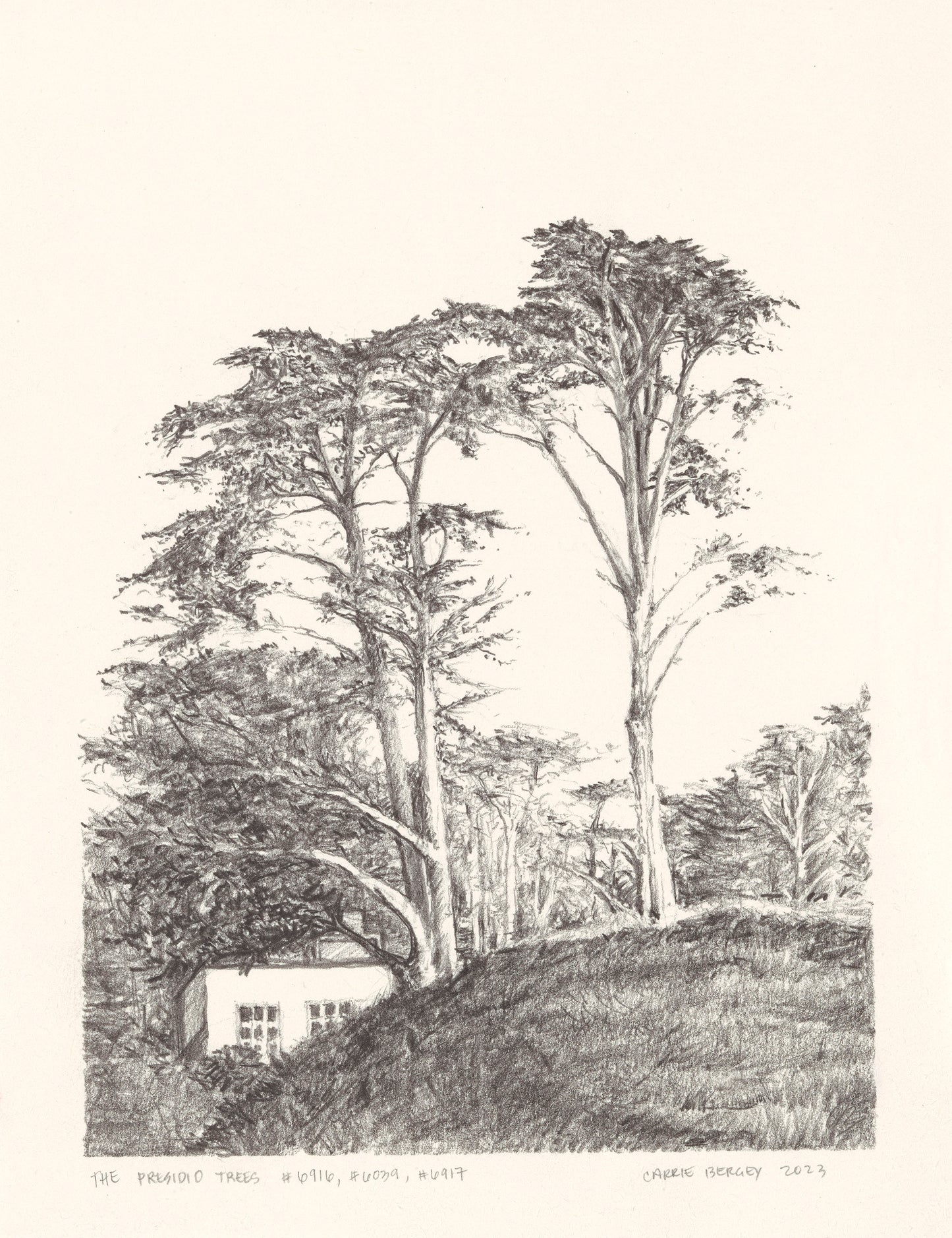 Presidio Trees Original Fine Art Drawings Diptych Collection | Carrie Bergey