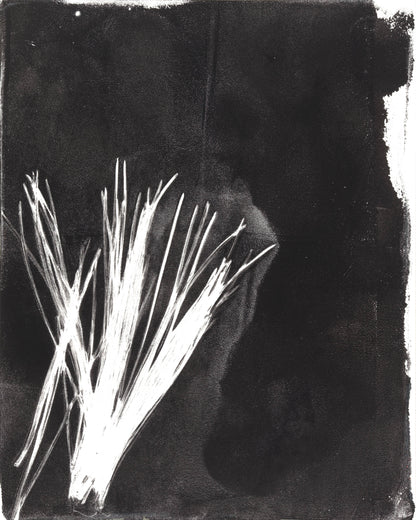 White pine needle cluster in lower left corner on black, from Carrie Bergey's Pine Needles Original Fine Art Monoprint series.