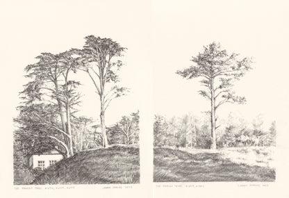 Presidio Trees Original Fine Art Drawings Diptych Collection by Carrie Bergey featuring two detailed black-and-white tree landscape prints.