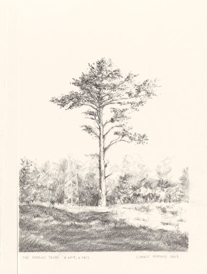 Presidio Trees Original Fine Art Drawings Diptych Collection | Carrie Bergey